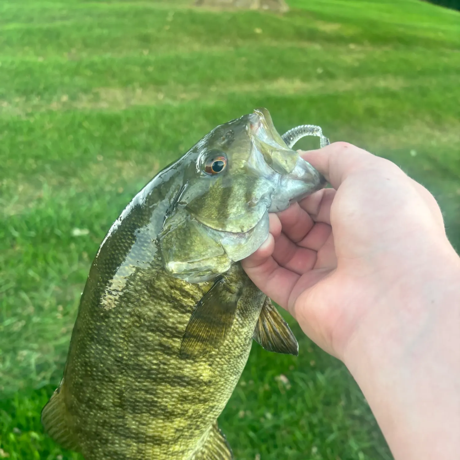 Smallmouth bass caught on Fishbrain