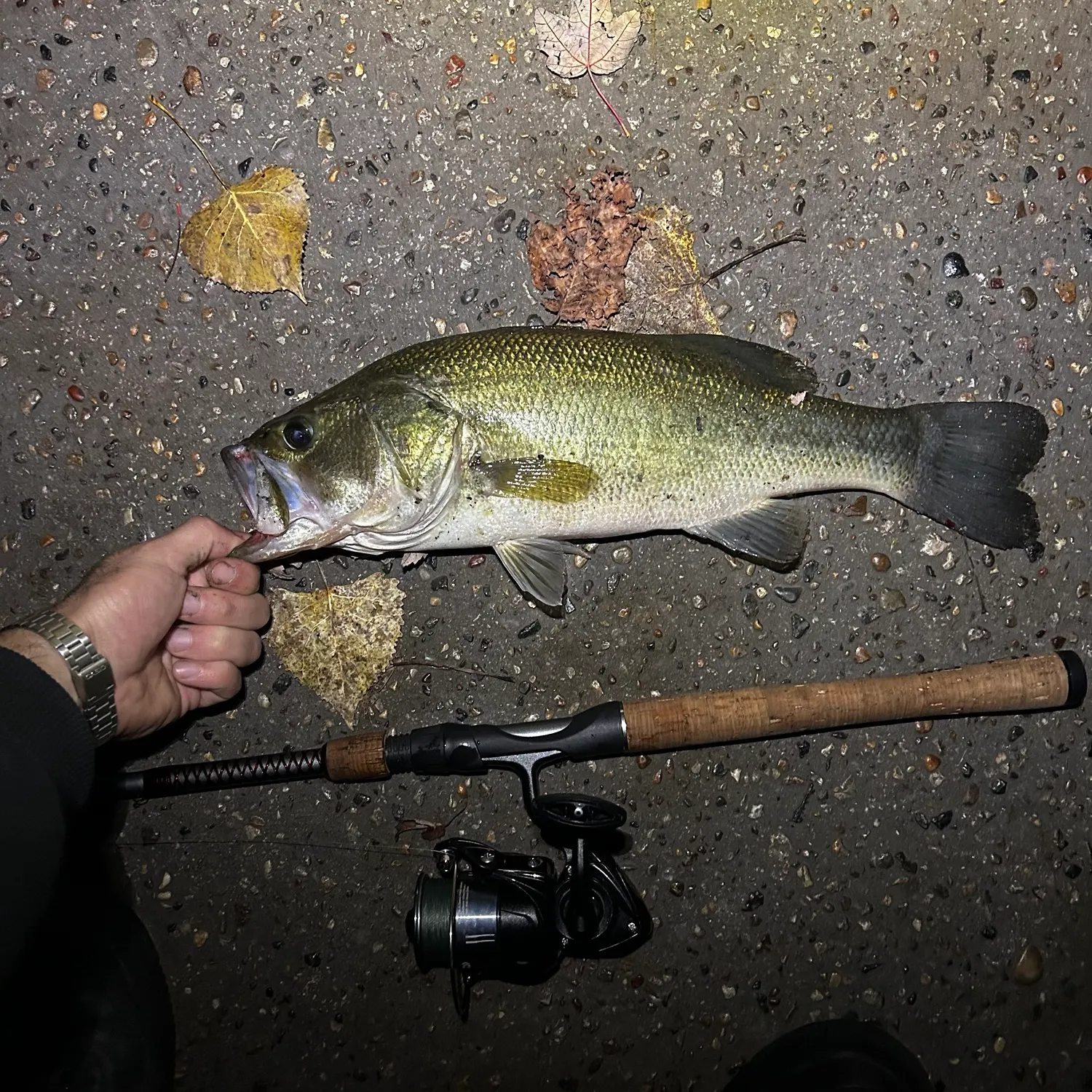 Largemouth bass caught on Fishbrain