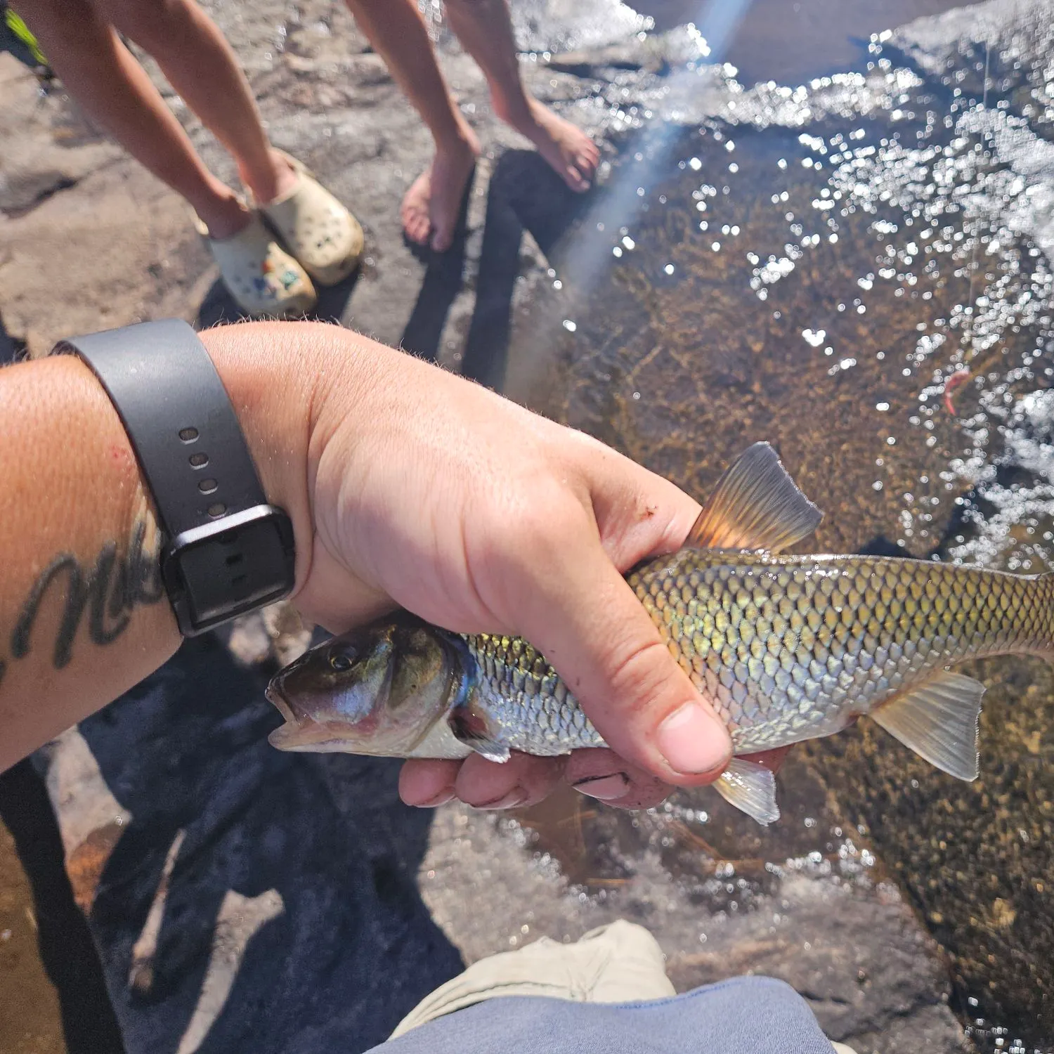 The most recent Fallfish catches on Fishbrain
