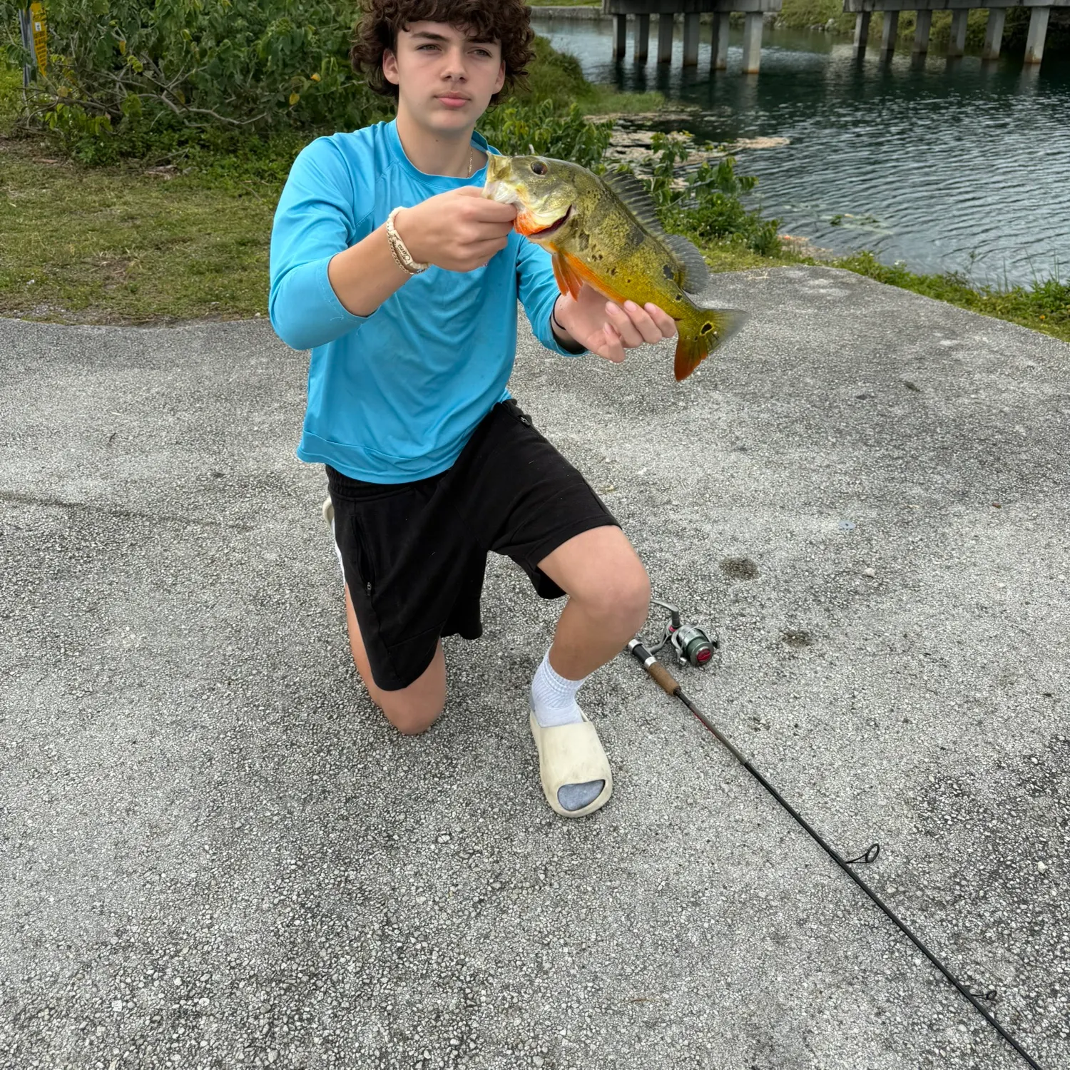 The most recent Butterfly peacock bass catches on Fishbrain