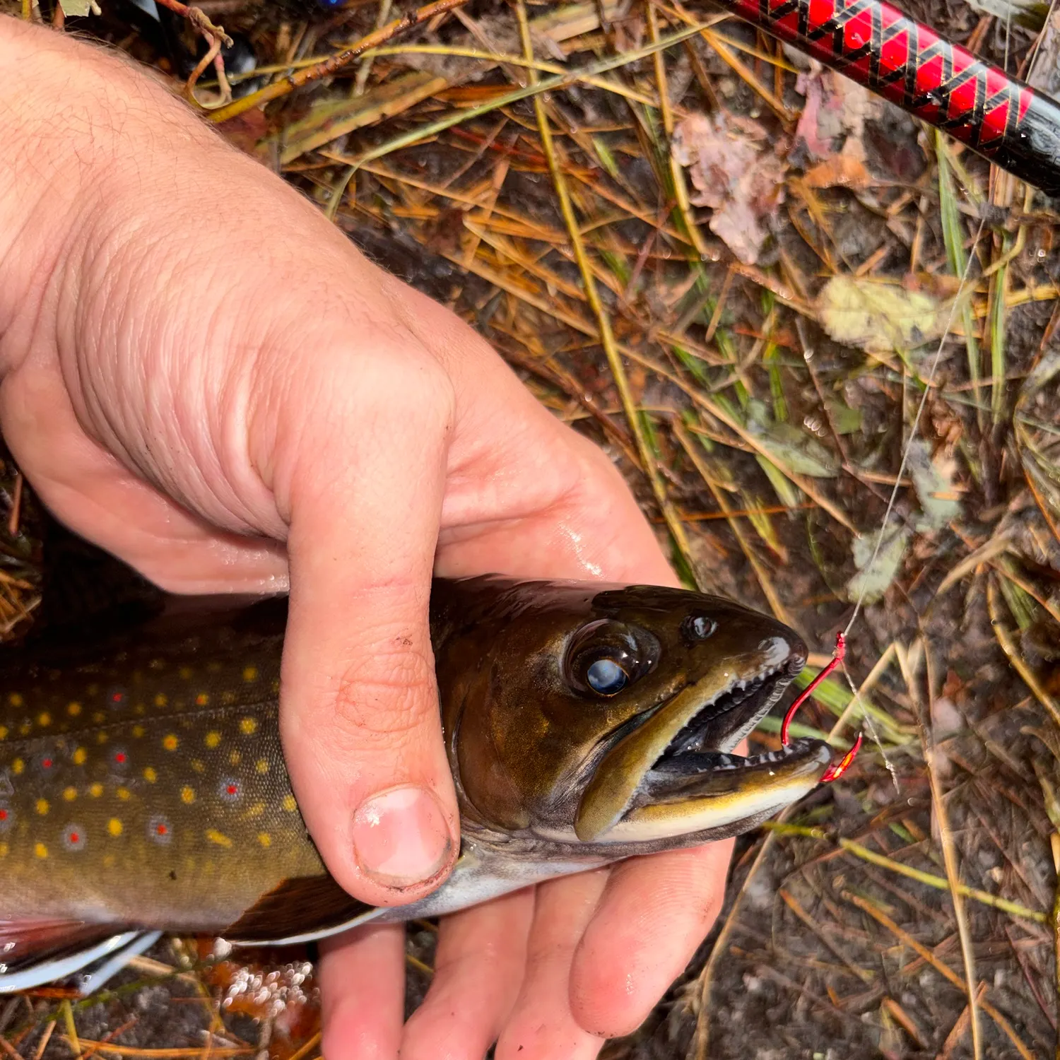 Brook trout caught on Fishbrain