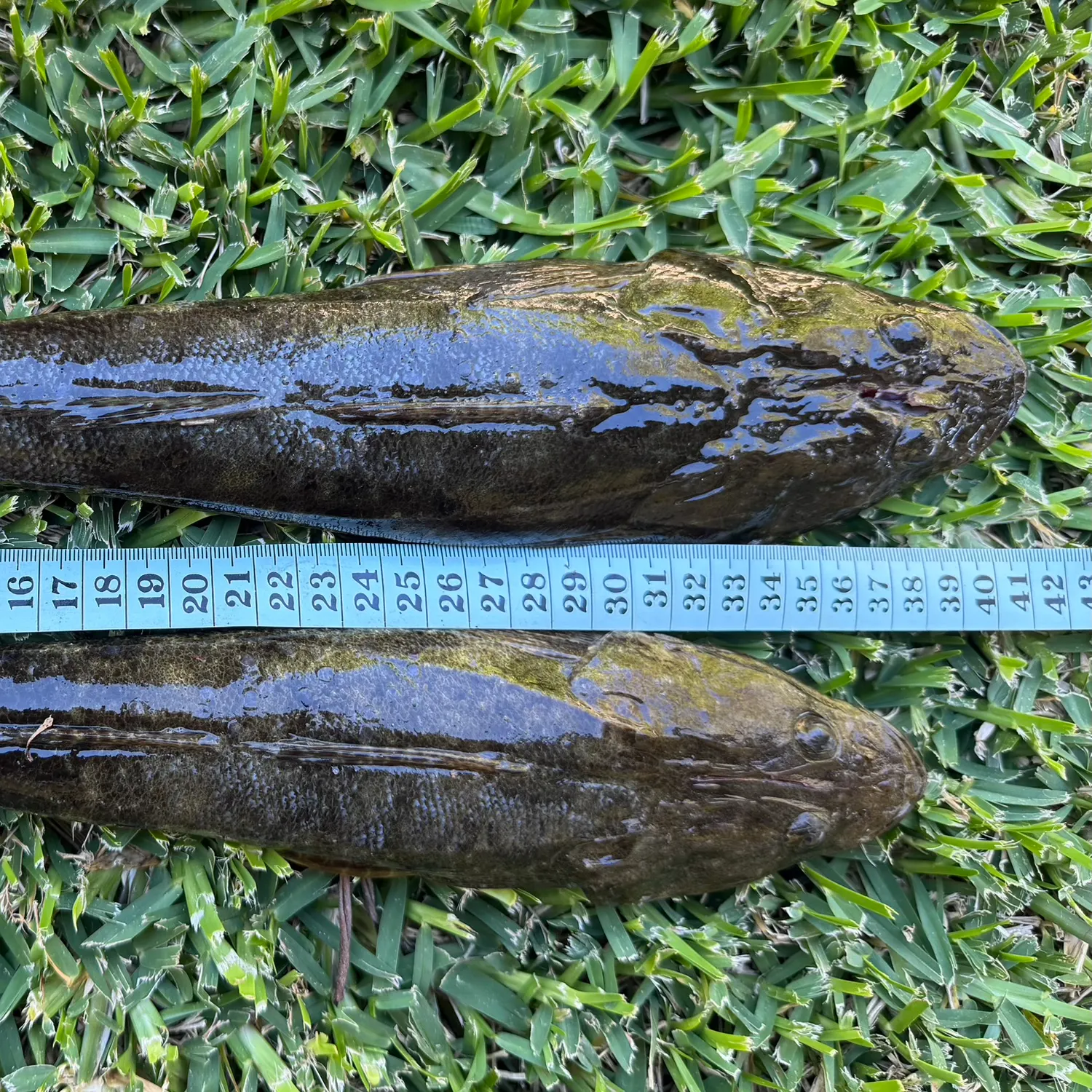 Dusky flathead caught on Fishbrain