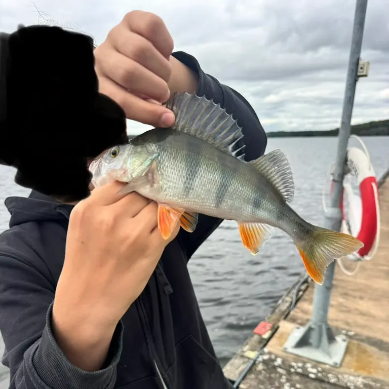 European perch caught on Fishbrain