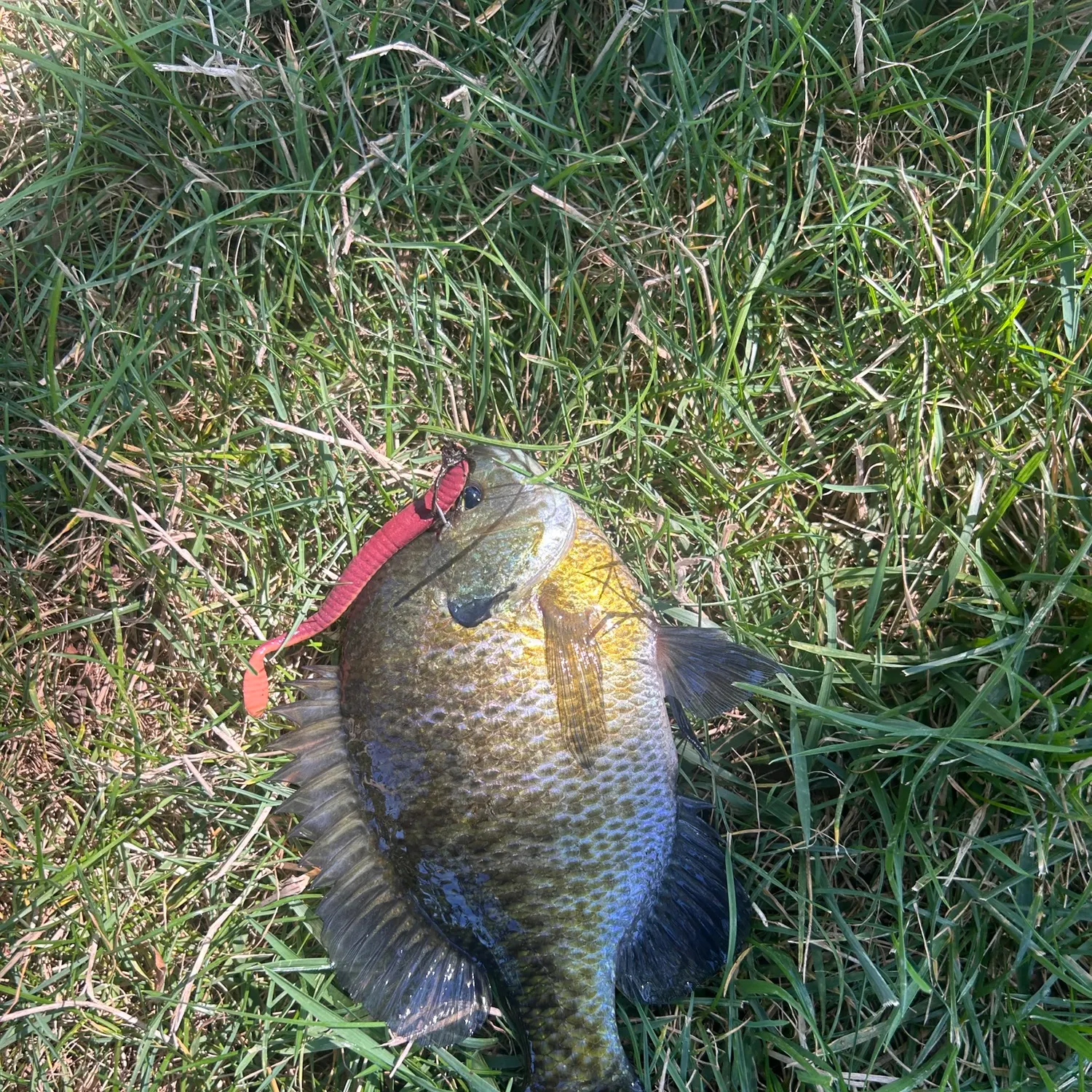 Bluegill caught on Fishbrain