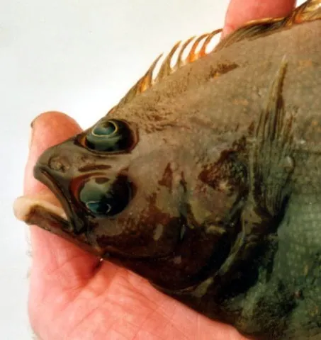 Pacific sand sole