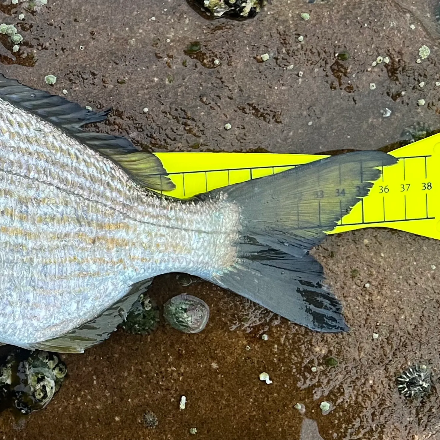 Goldlined seabream caught on Fishbrain