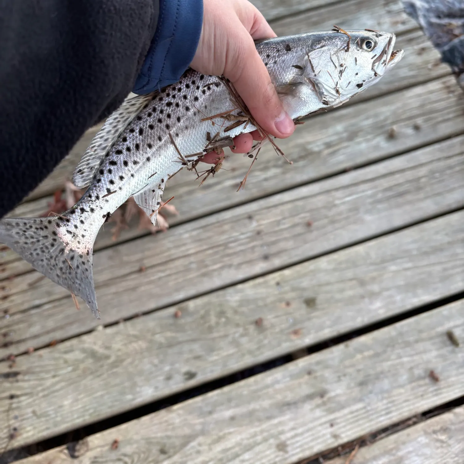 Spotted seatrout caught on Fishbrain