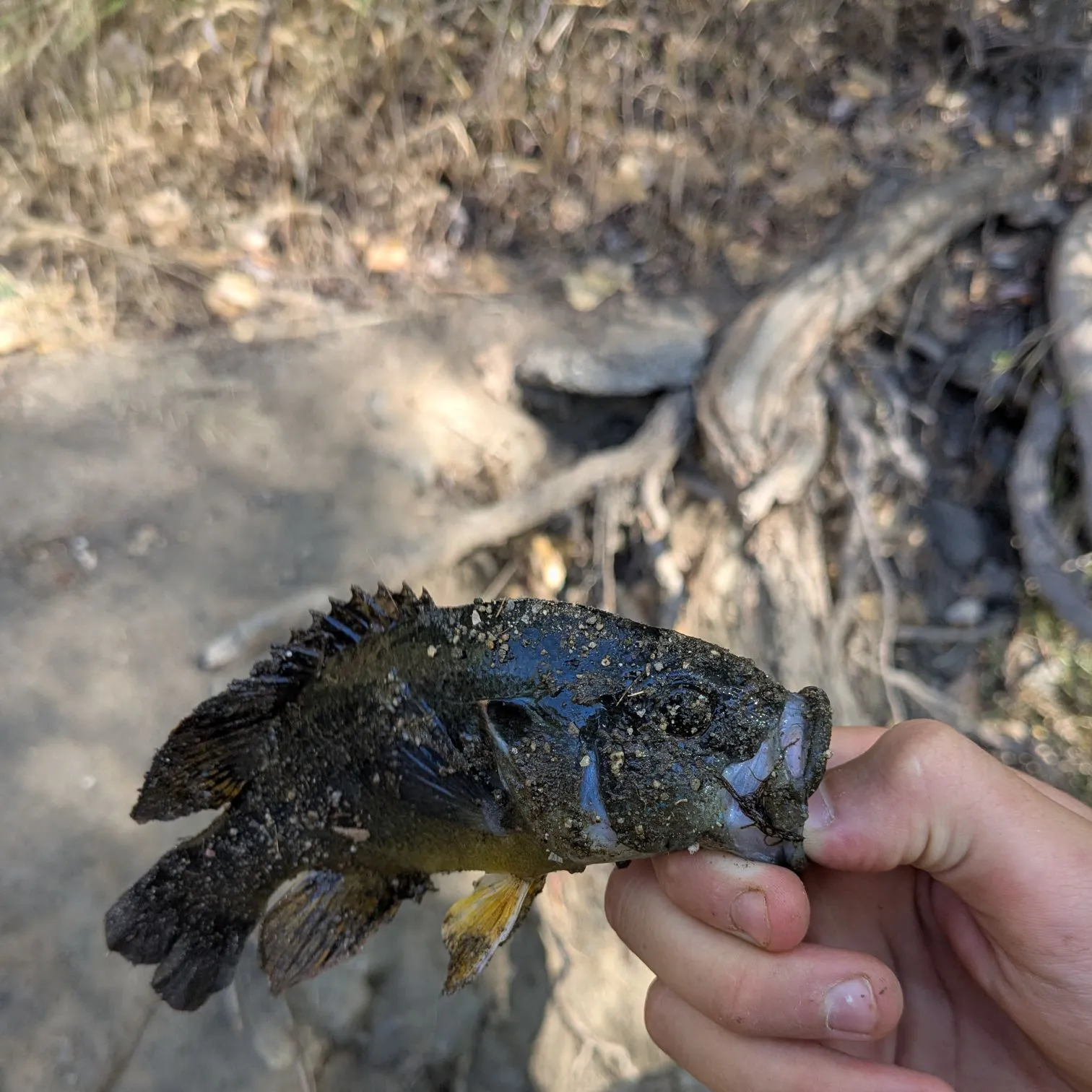Bluegill caught on Fishbrain