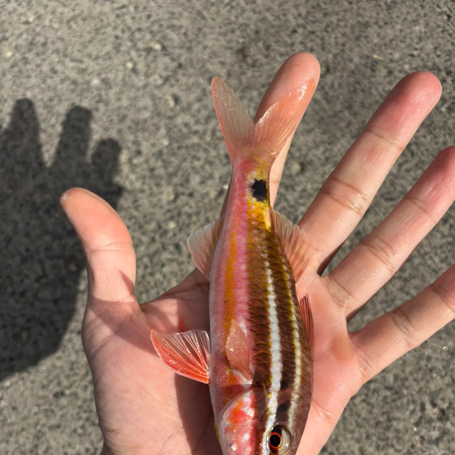 The most recent Blackspot goatfish catches on Fishbrain