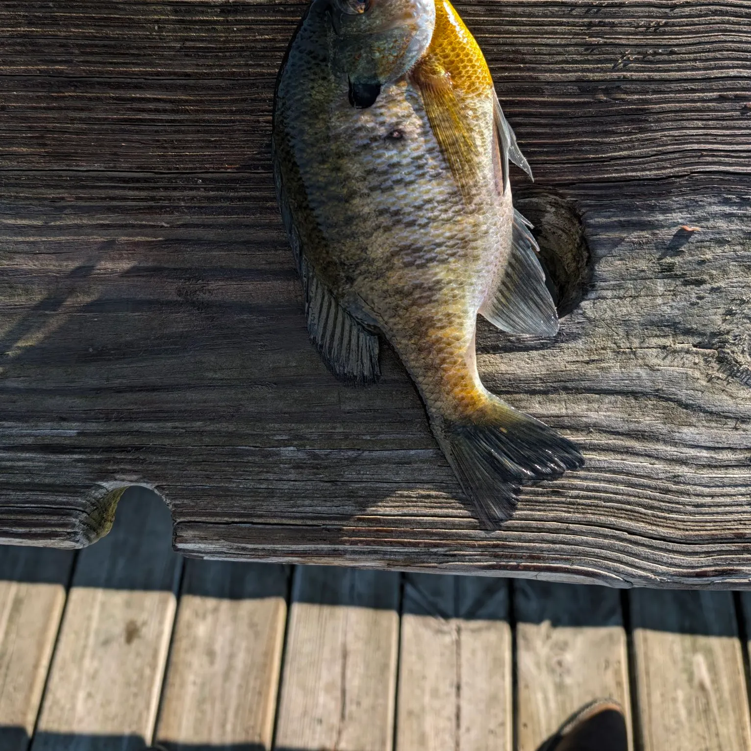 Bluegill caught on Fishbrain