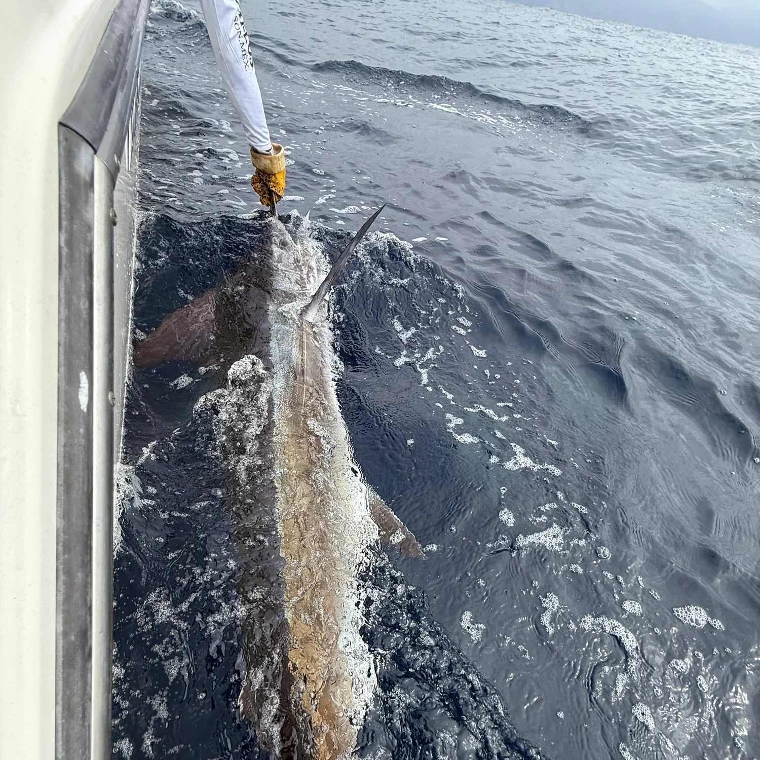Striped marlin caught on Fishbrain