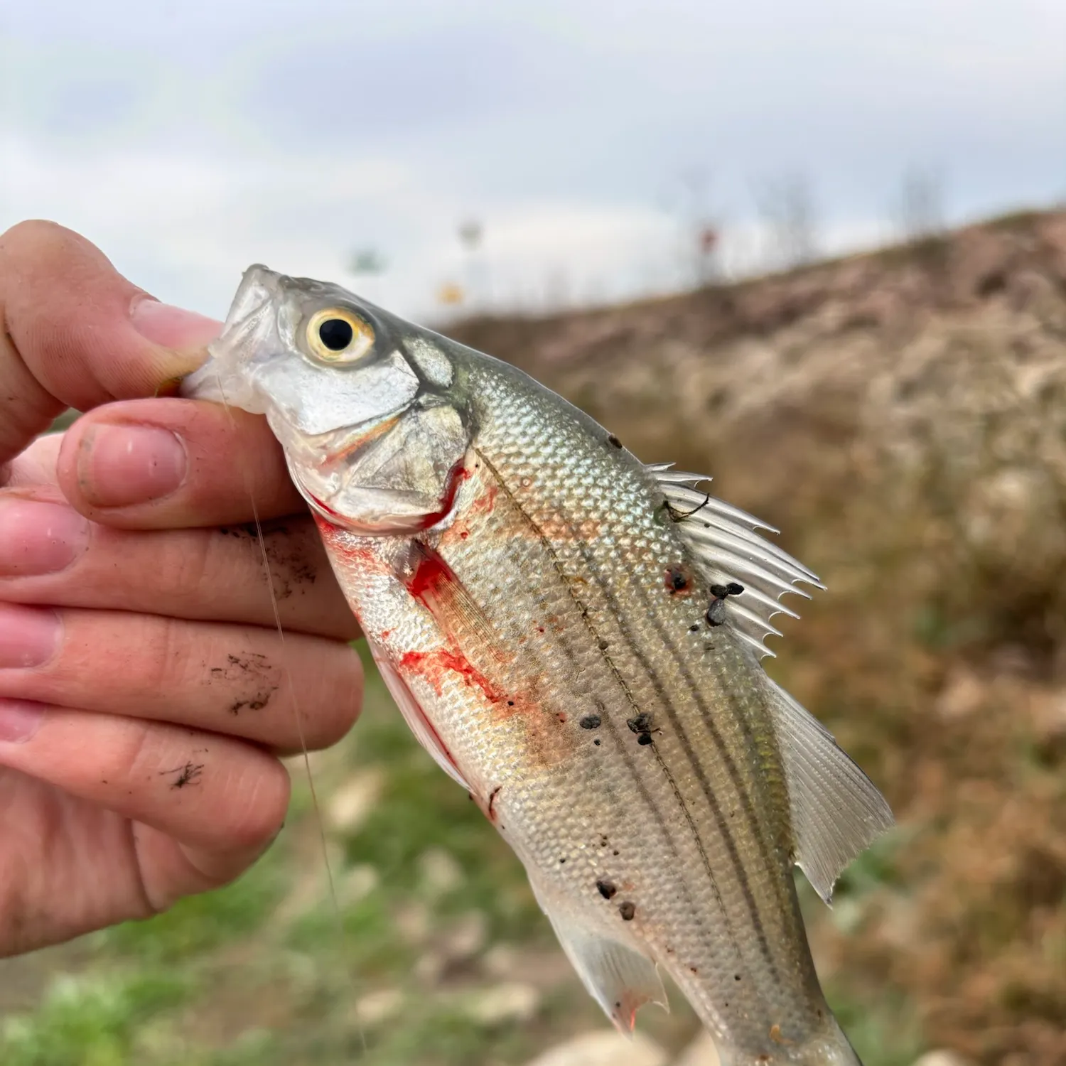 White bass caught on Fishbrain