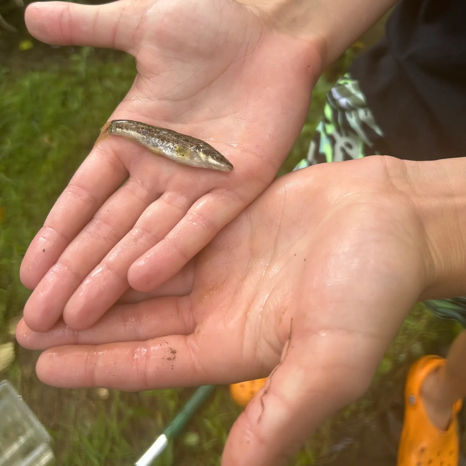 Fish caught on Fishbrain