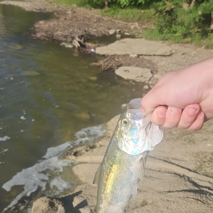 The most recent Skipjack herring catches on Fishbrain