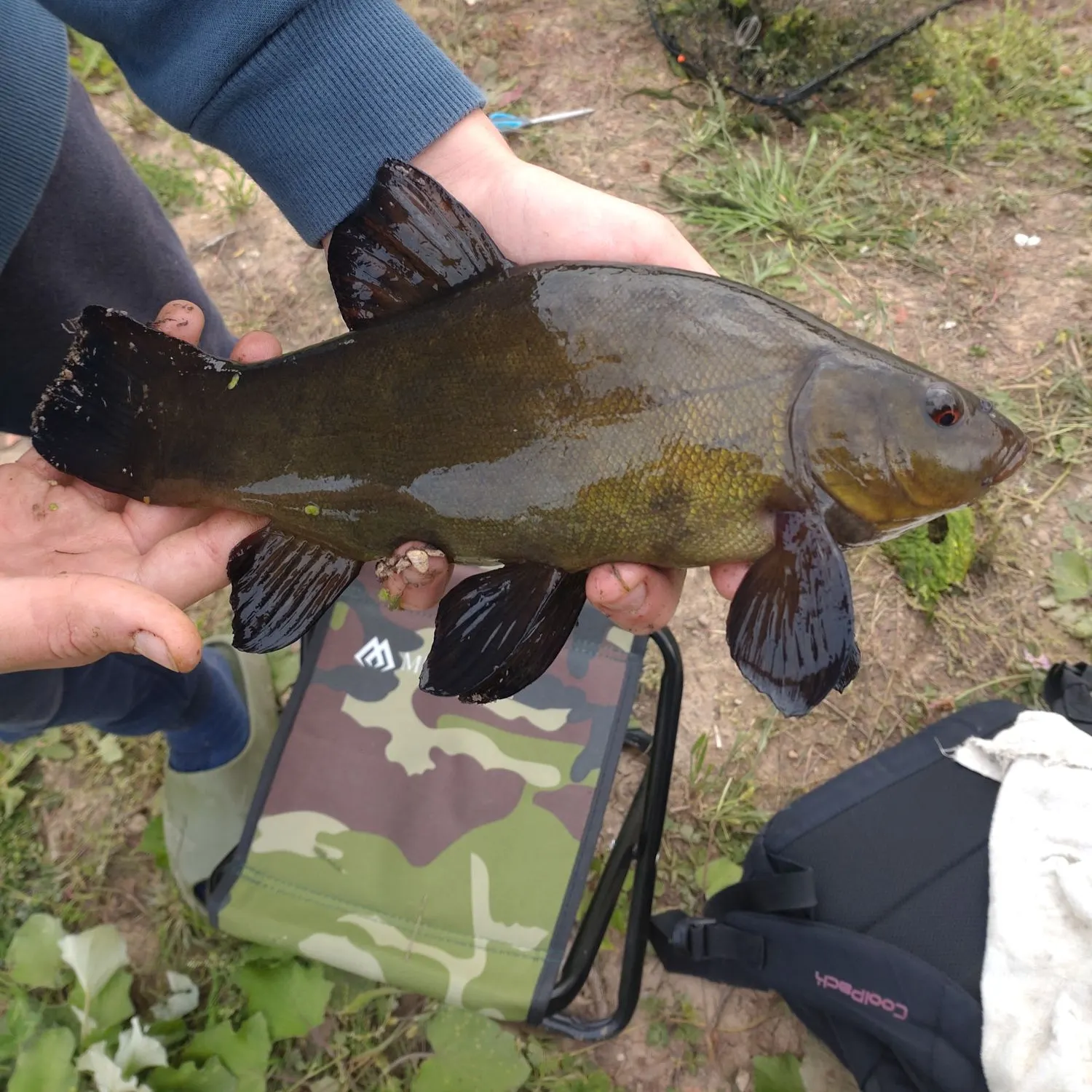 Tench caught on Fishbrain