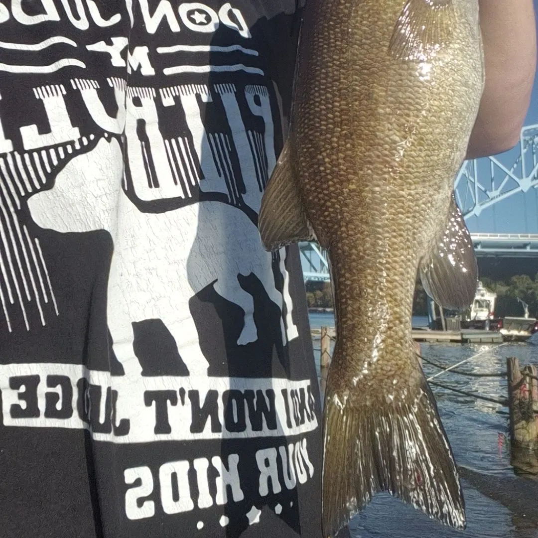 Smallmouth bass caught on Fishbrain