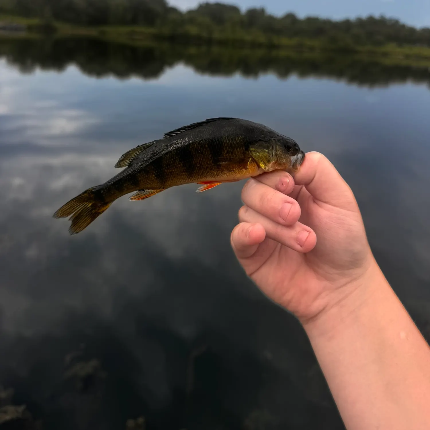 Yellow perch caught on Fishbrain