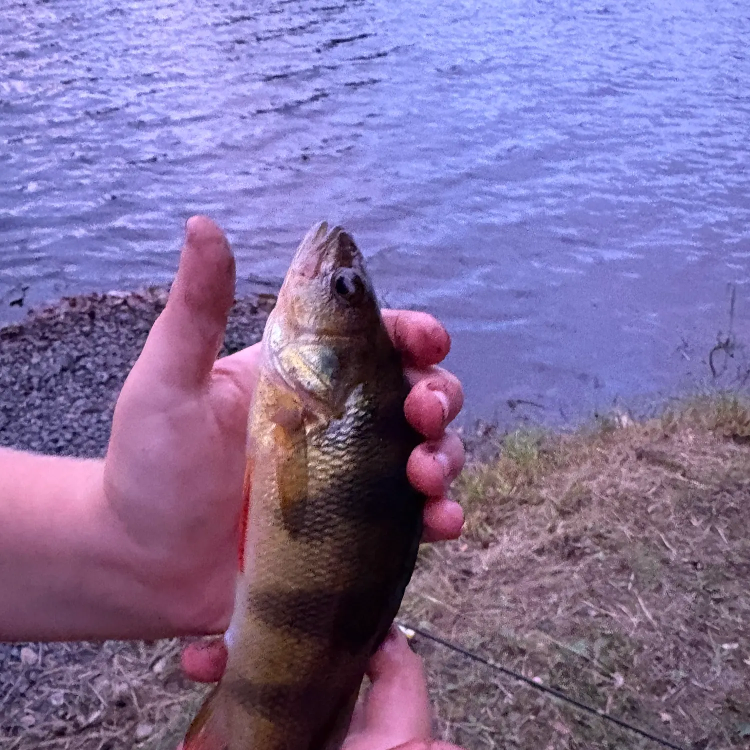 Yellow perch caught on Fishbrain