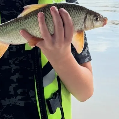 The most recent Shorthead redhorse catches on Fishbrain