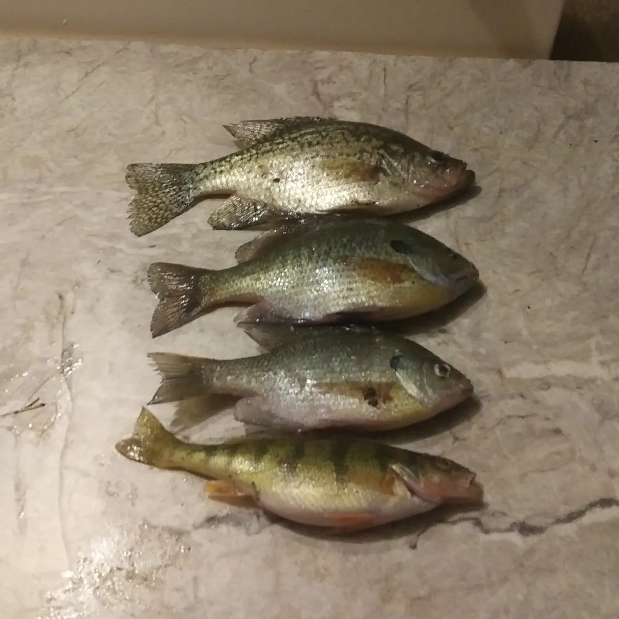 recently logged catches