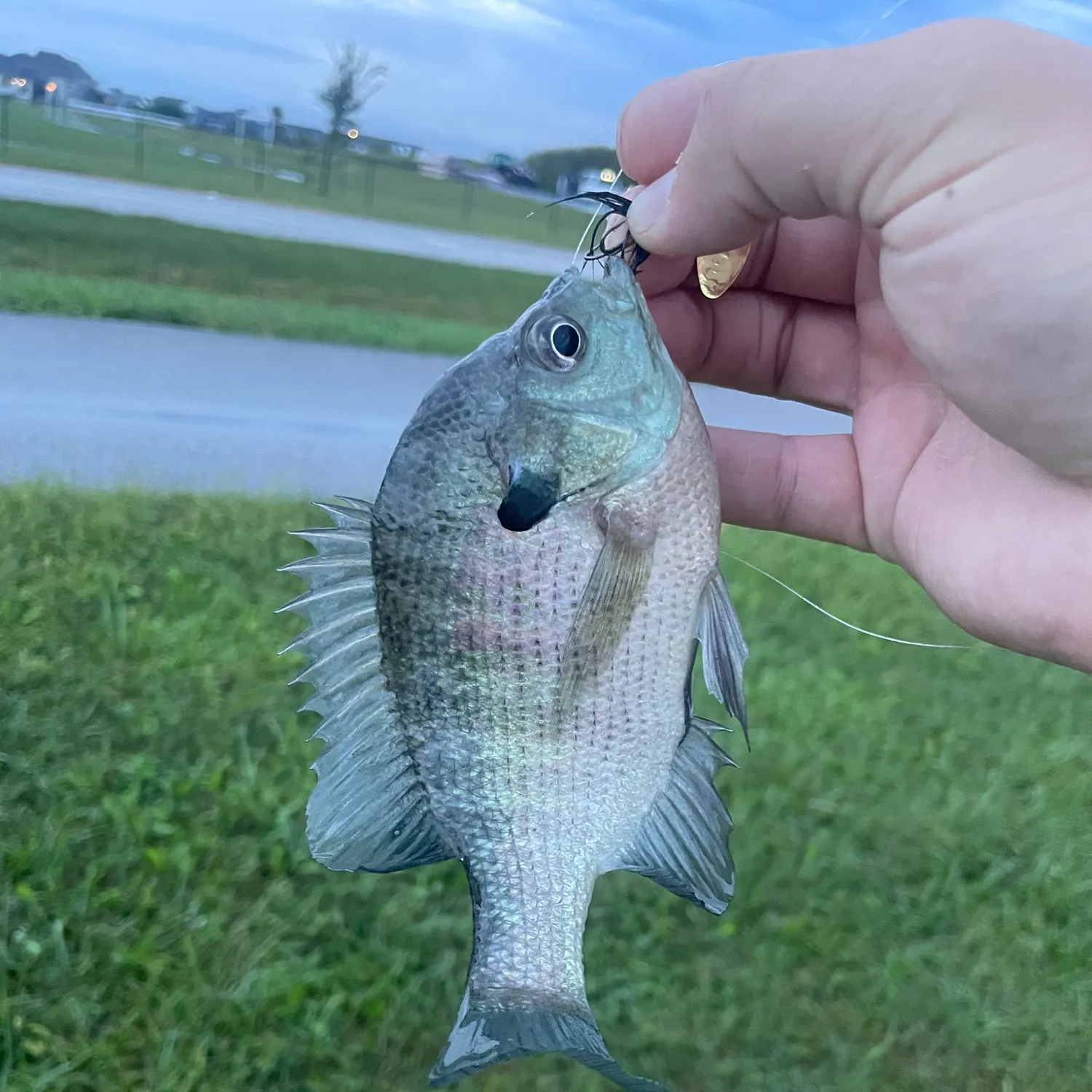 Bluegill caught on Fishbrain