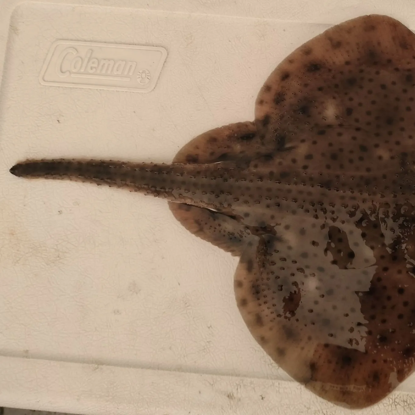 The most recent Winter skate catches on Fishbrain