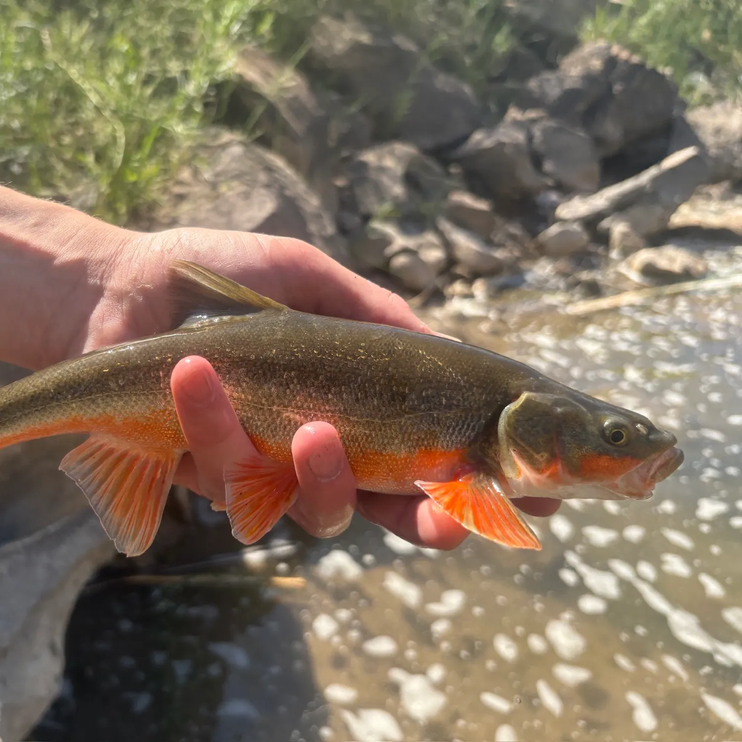 The most recent Roundtail chub catches on Fishbrain