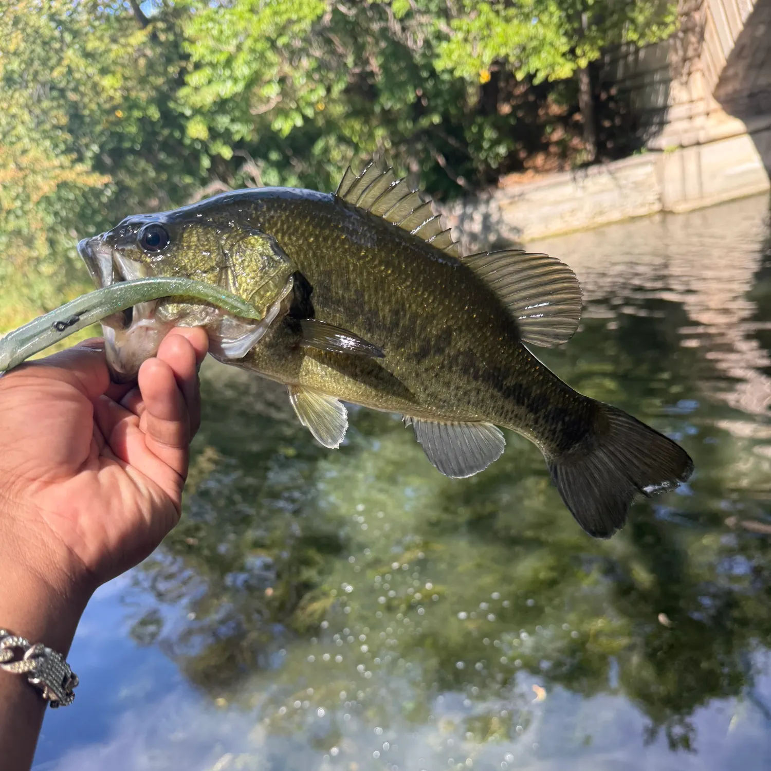 Largemouth bass caught on Fishbrain