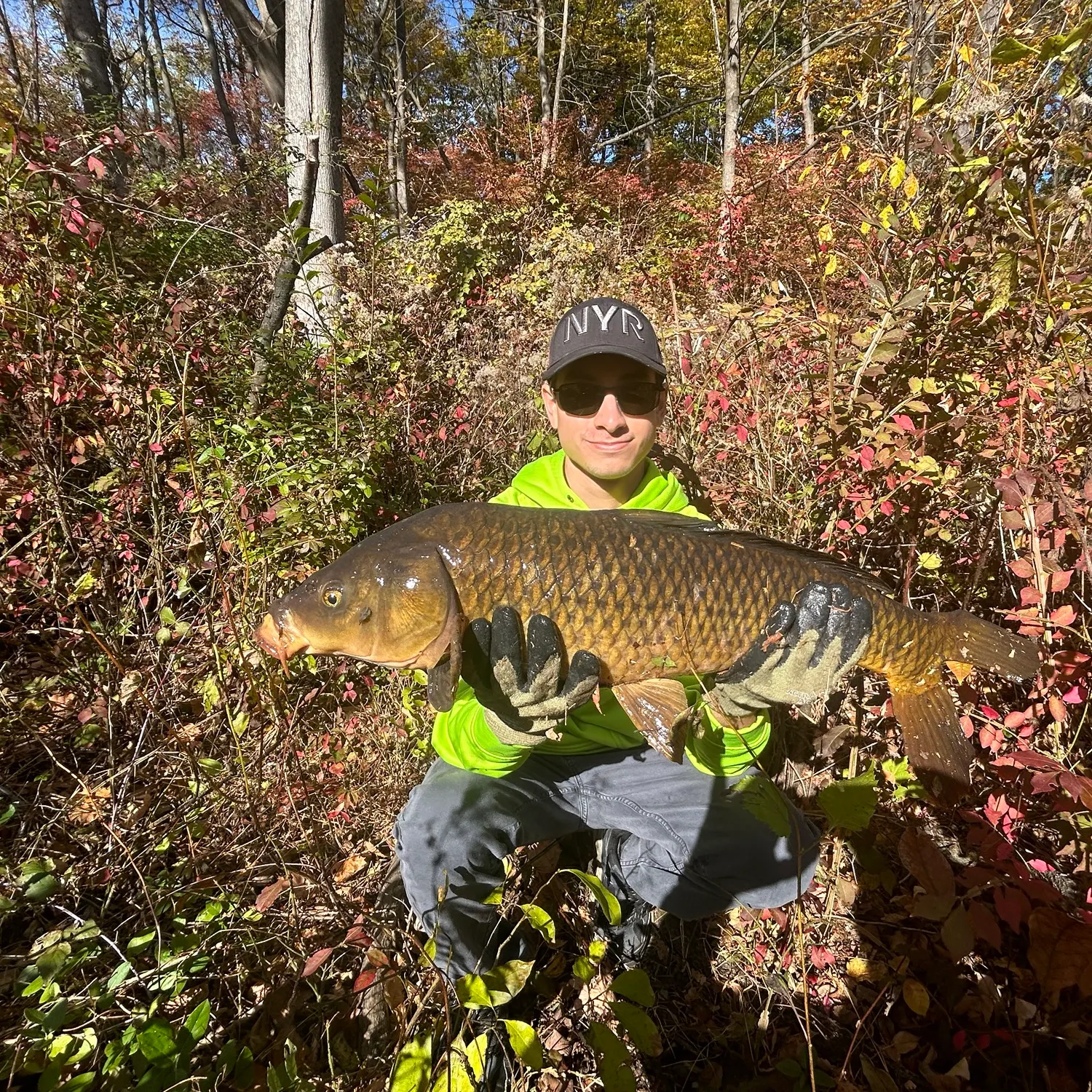 Common carp caught on Fishbrain