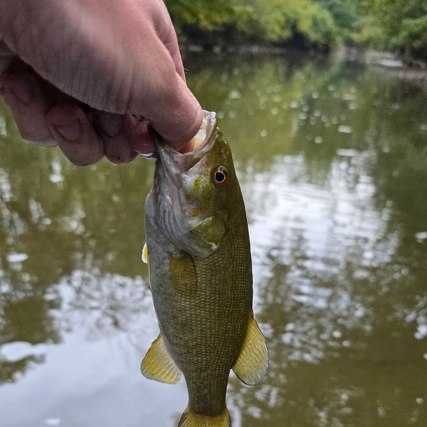 Smallmouth bass caught on Fishbrain