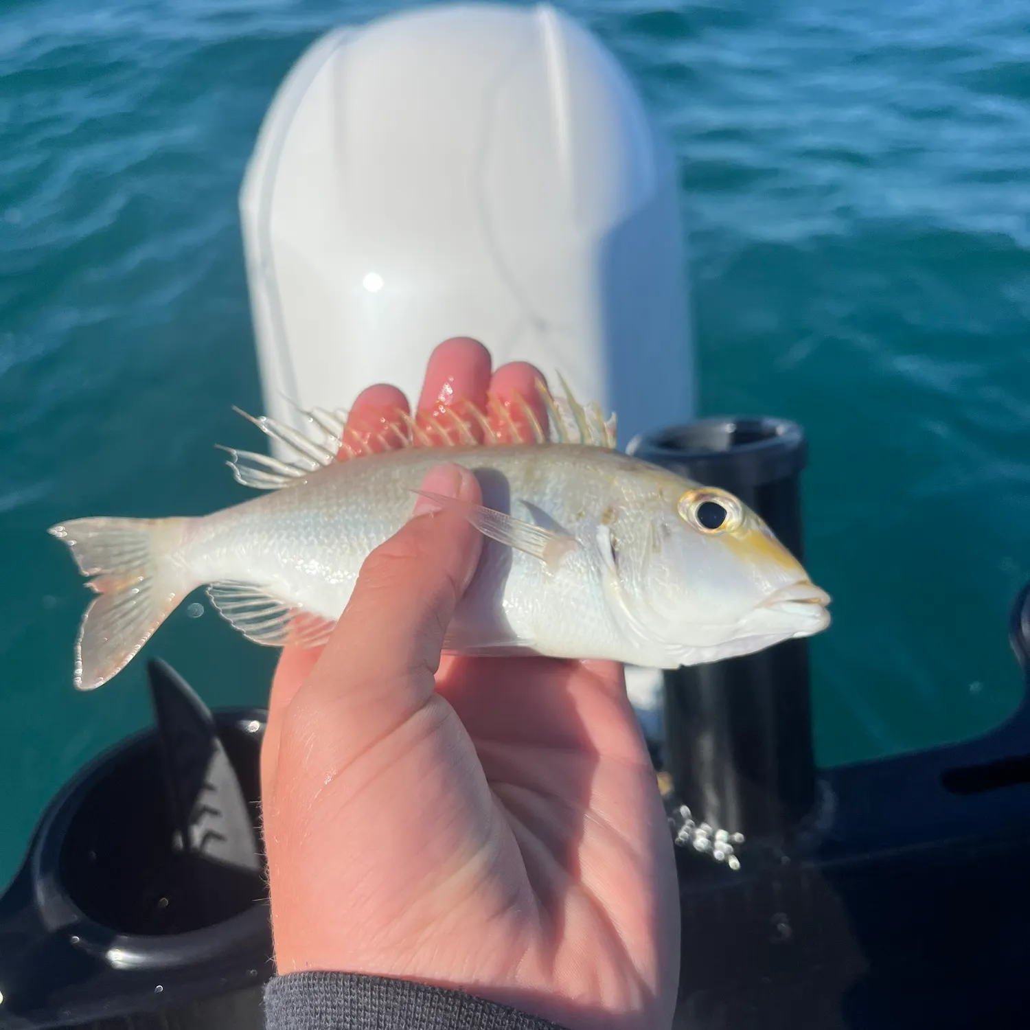 The most recent Yellowtail snapper catches on Fishbrain