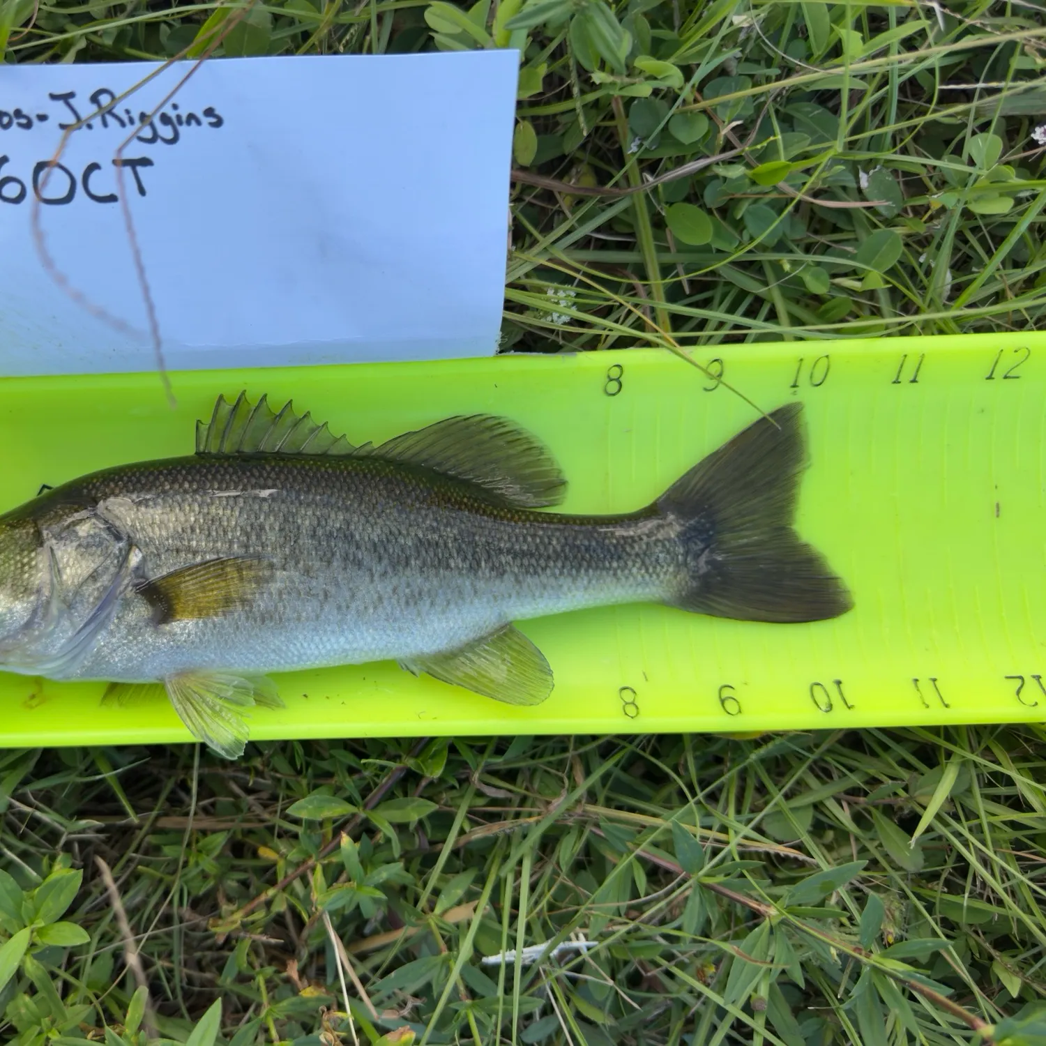 Largemouth bass caught on Fishbrain