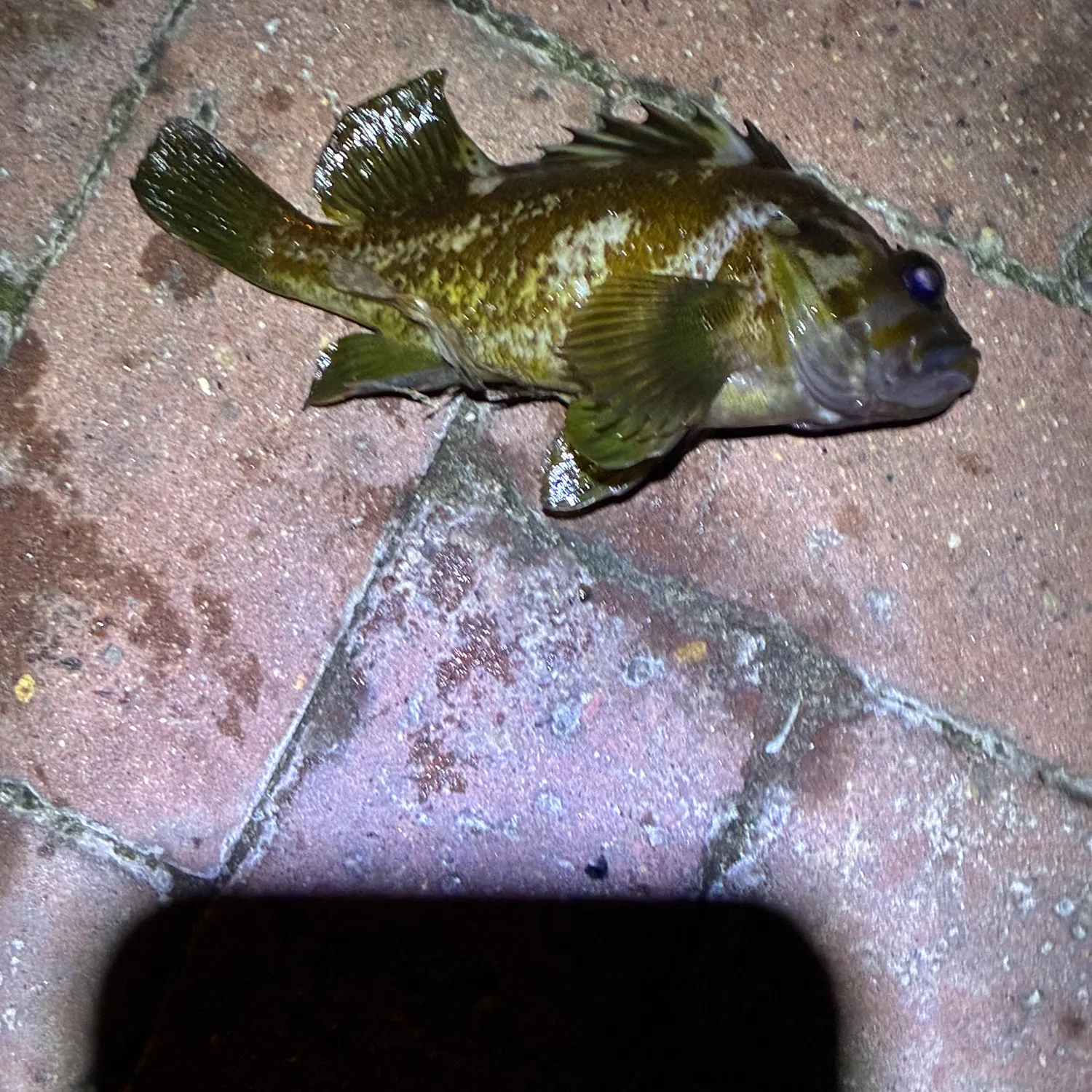 The most recent Grass rockfish catches on Fishbrain