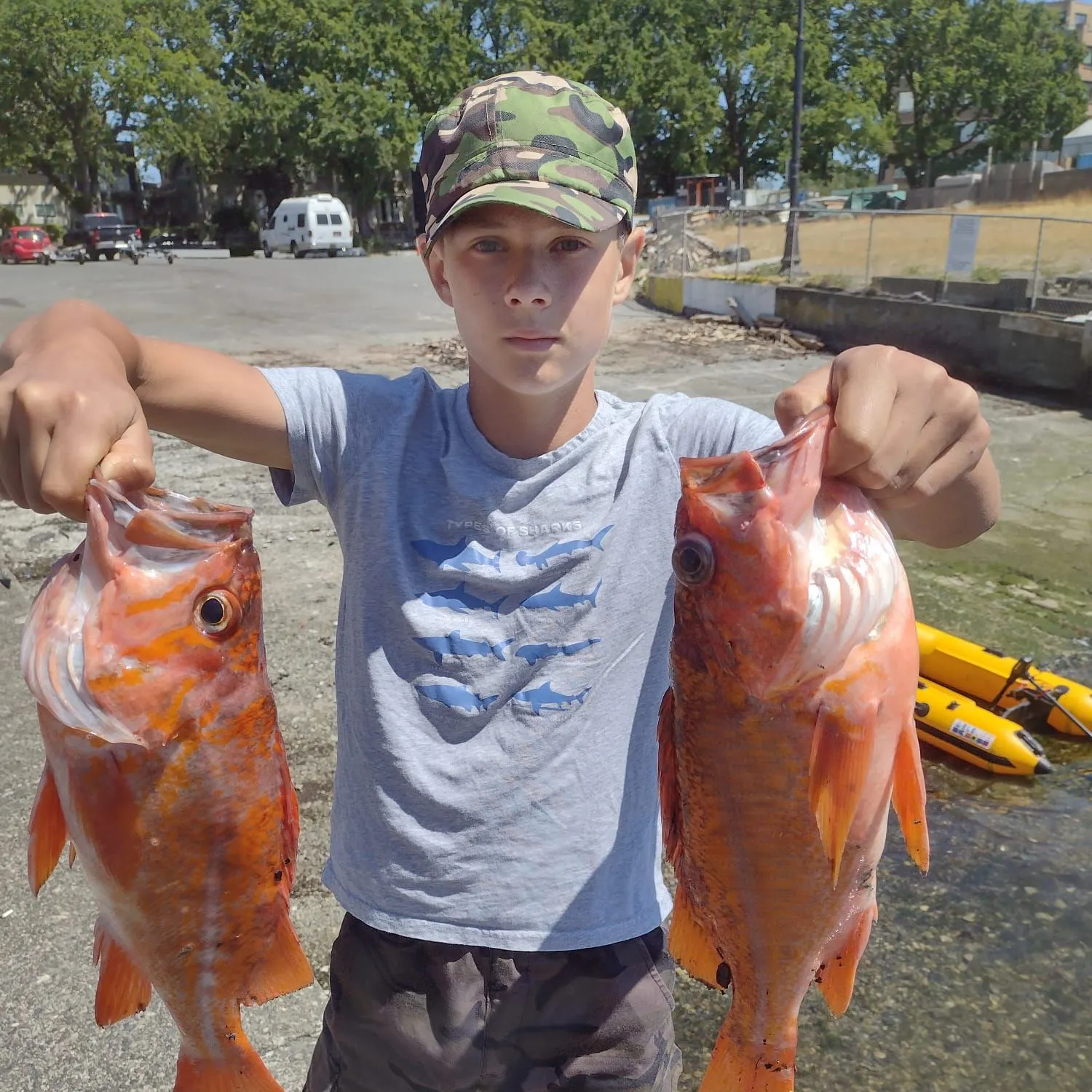 The most recent Canary rockfish catches on Fishbrain