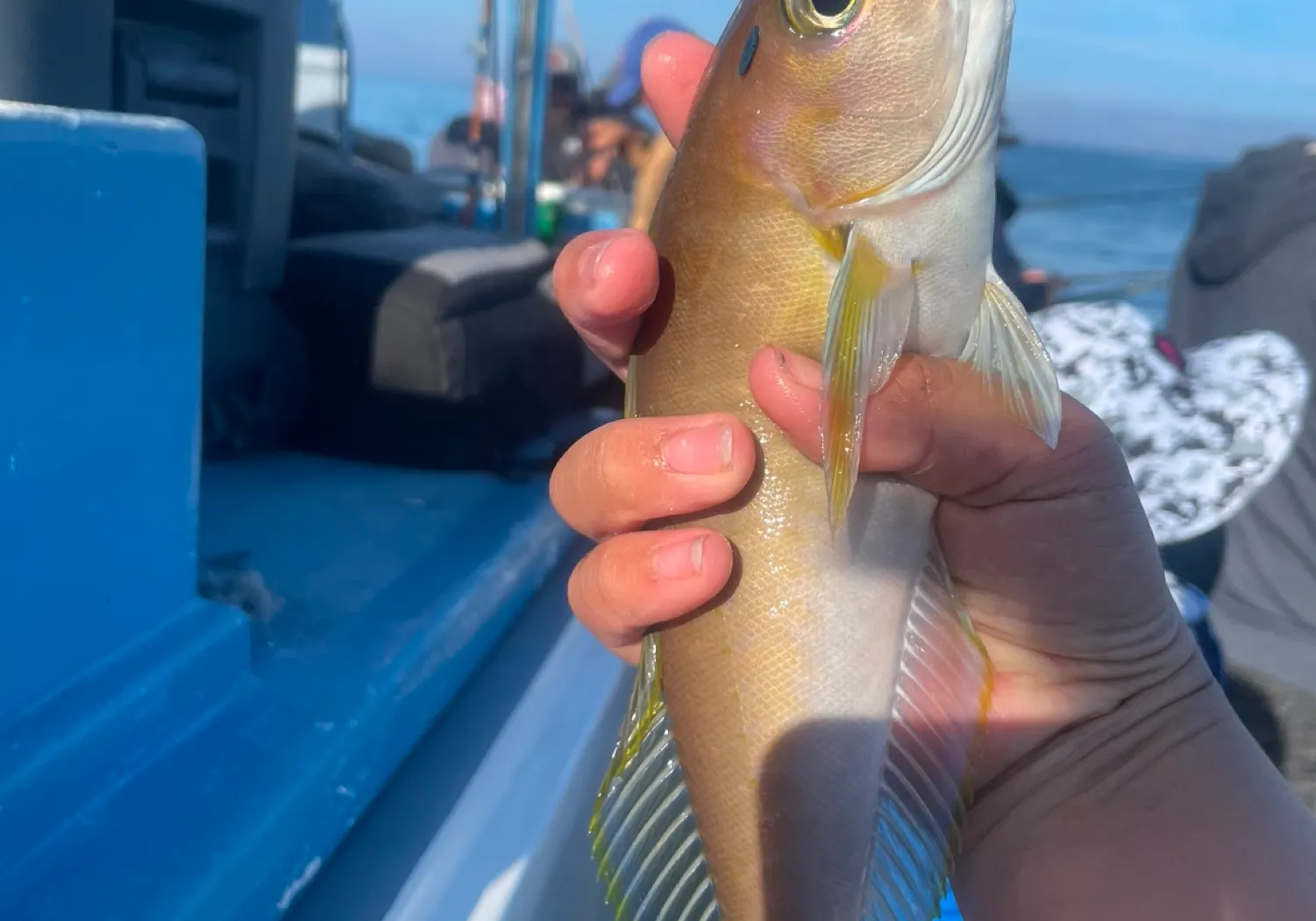 Ocean whitefish