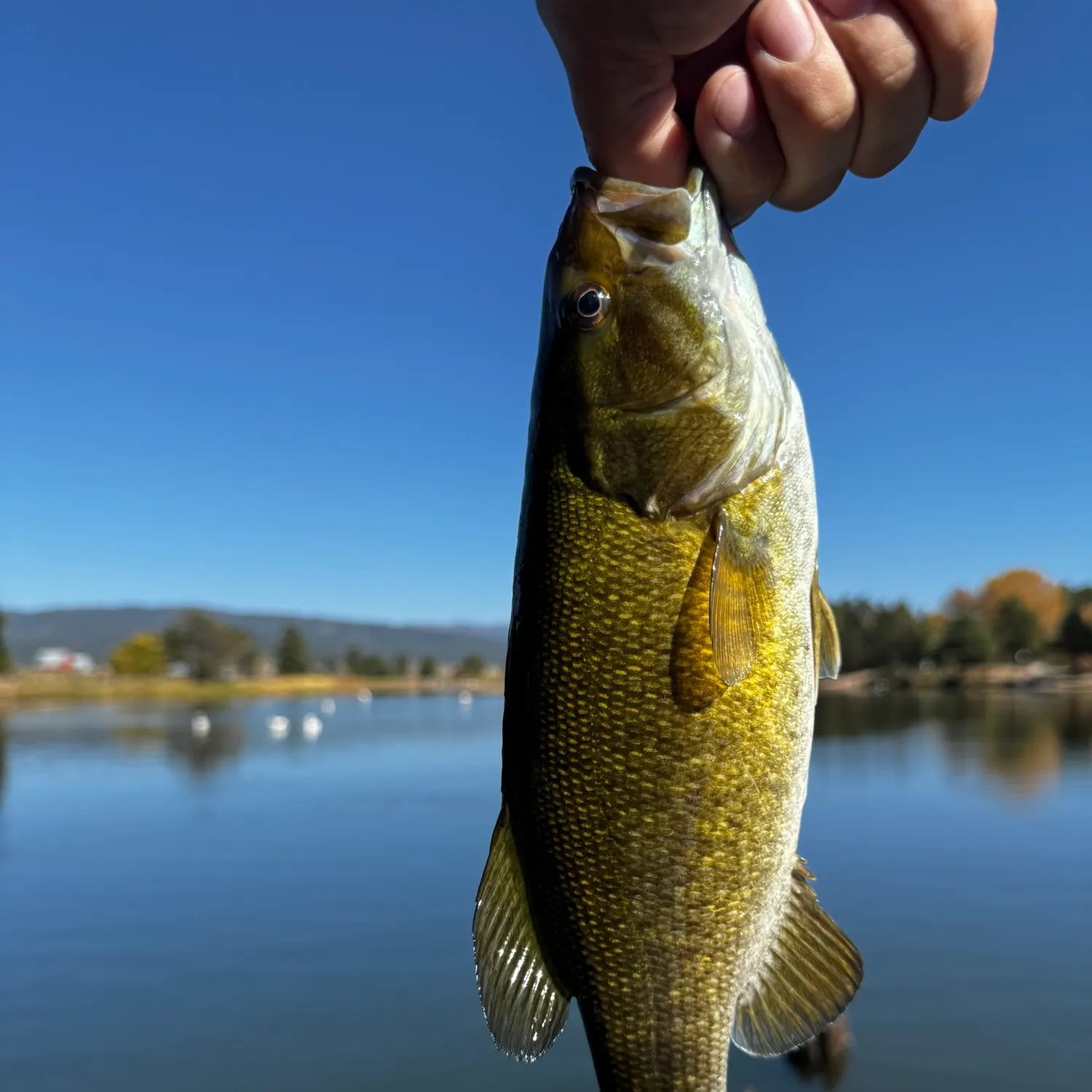 Smallmouth bass caught on Fishbrain