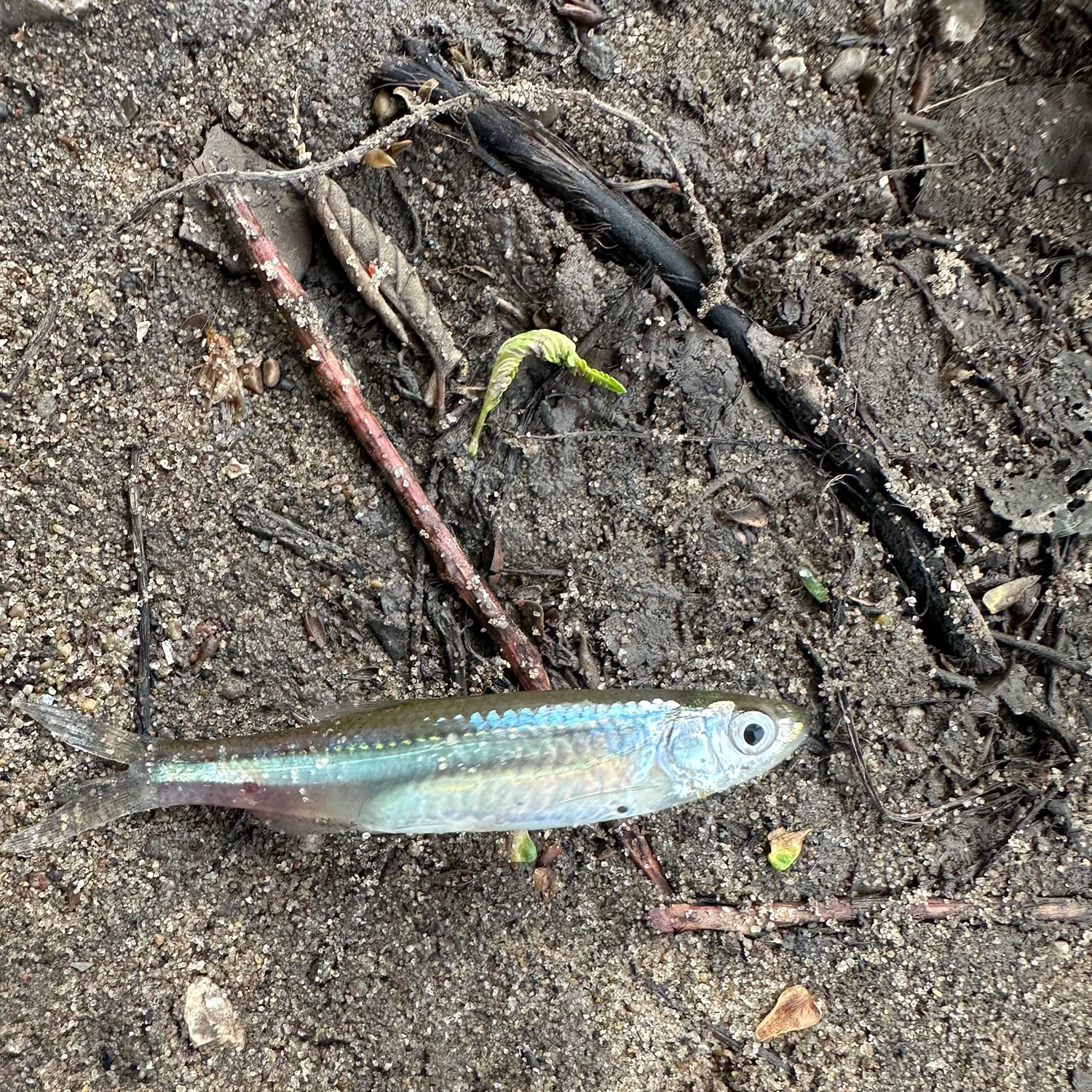 The most recent Emerald shiner catches on Fishbrain