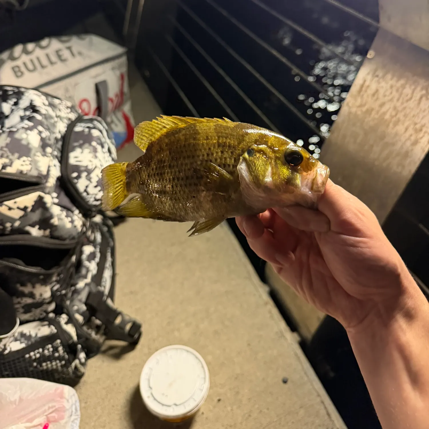 Rock bass caught on Fishbrain