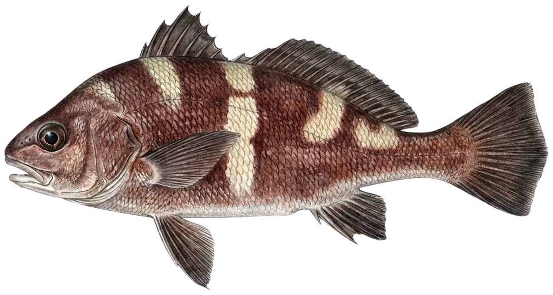 Black croaker