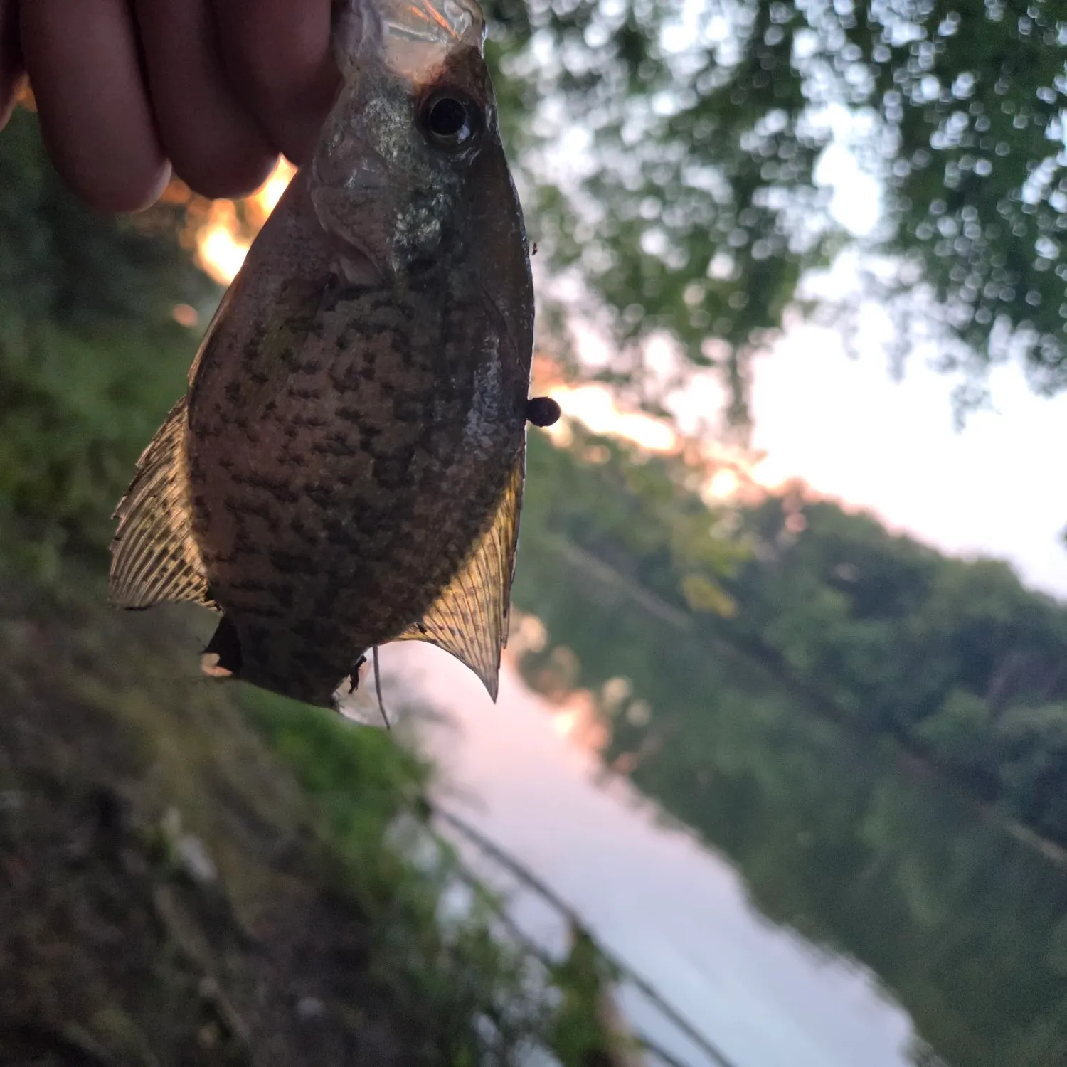Fish caught on Fishbrain