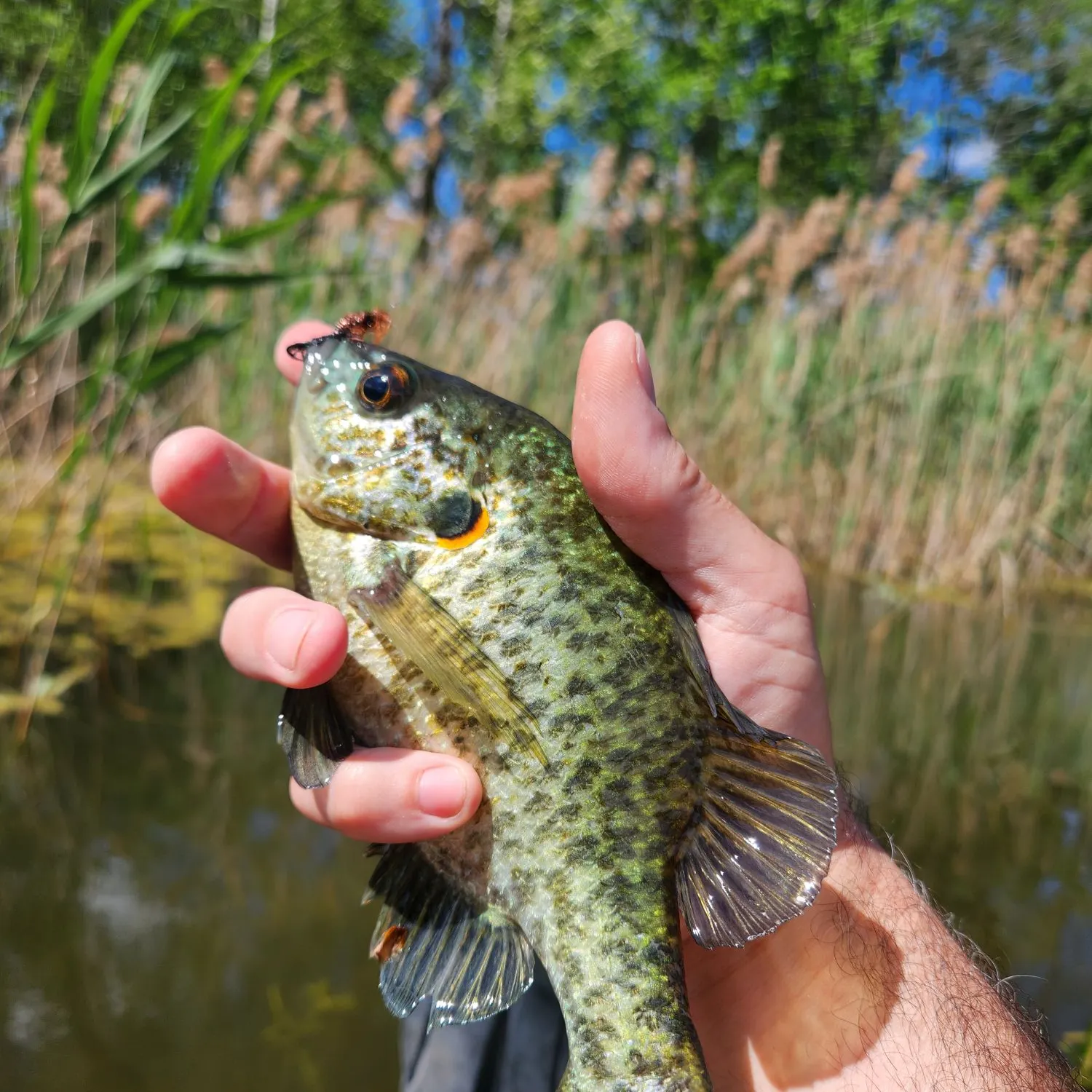 Redear sunfish caught on Fishbrain