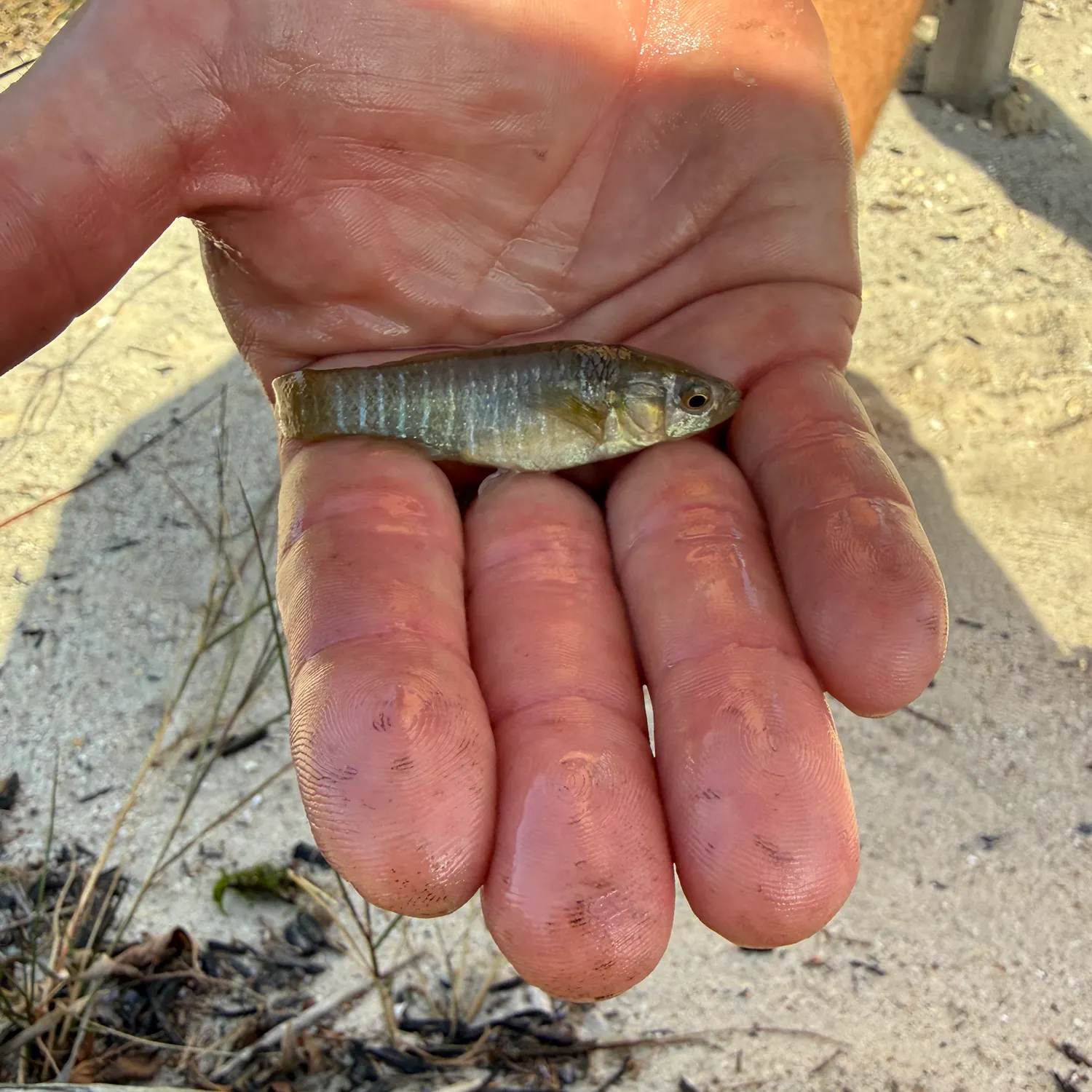 The most recent Striped killifish catches on Fishbrain