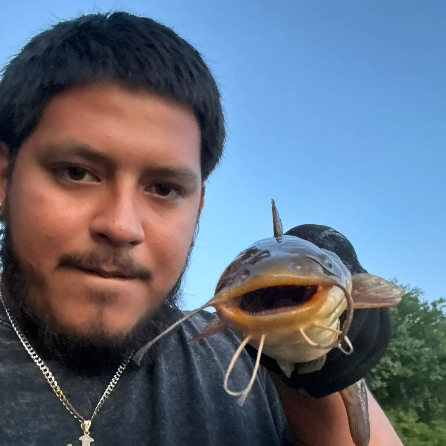 Yellow bullhead caught on Fishbrain
