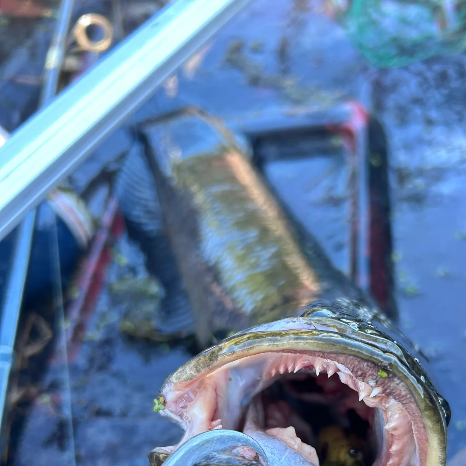 Northern snakehead caught on Fishbrain