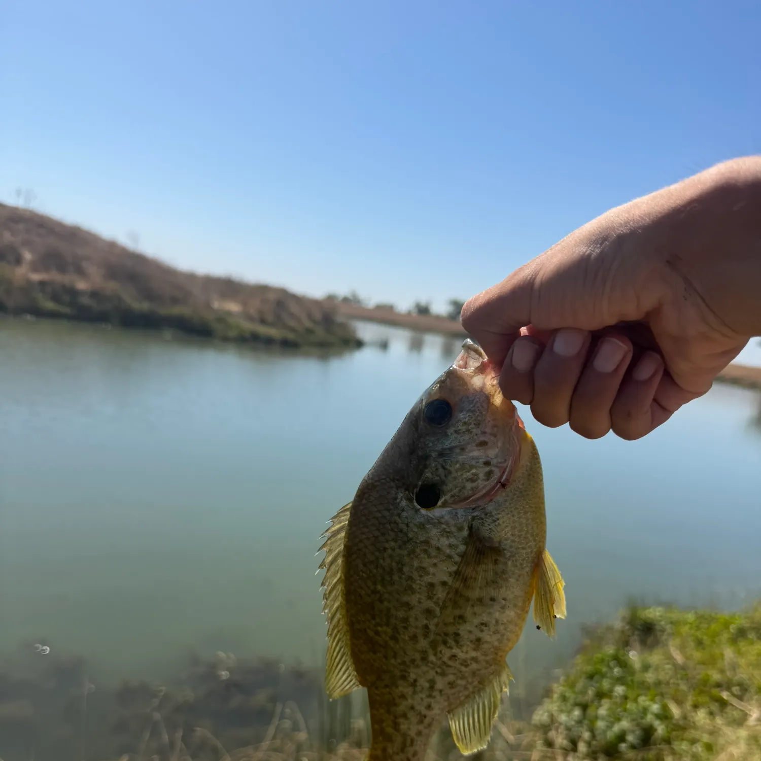 Bluegill caught on Fishbrain