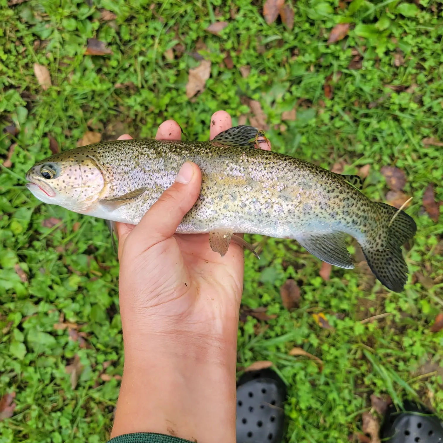 Rainbow trout caught on Fishbrain