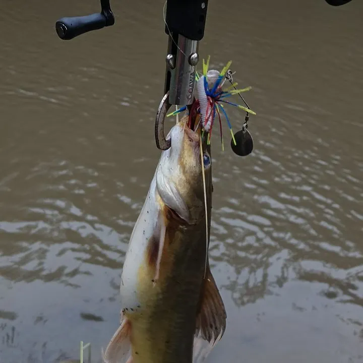 The most recent Asian redtail catfish catches on Fishbrain