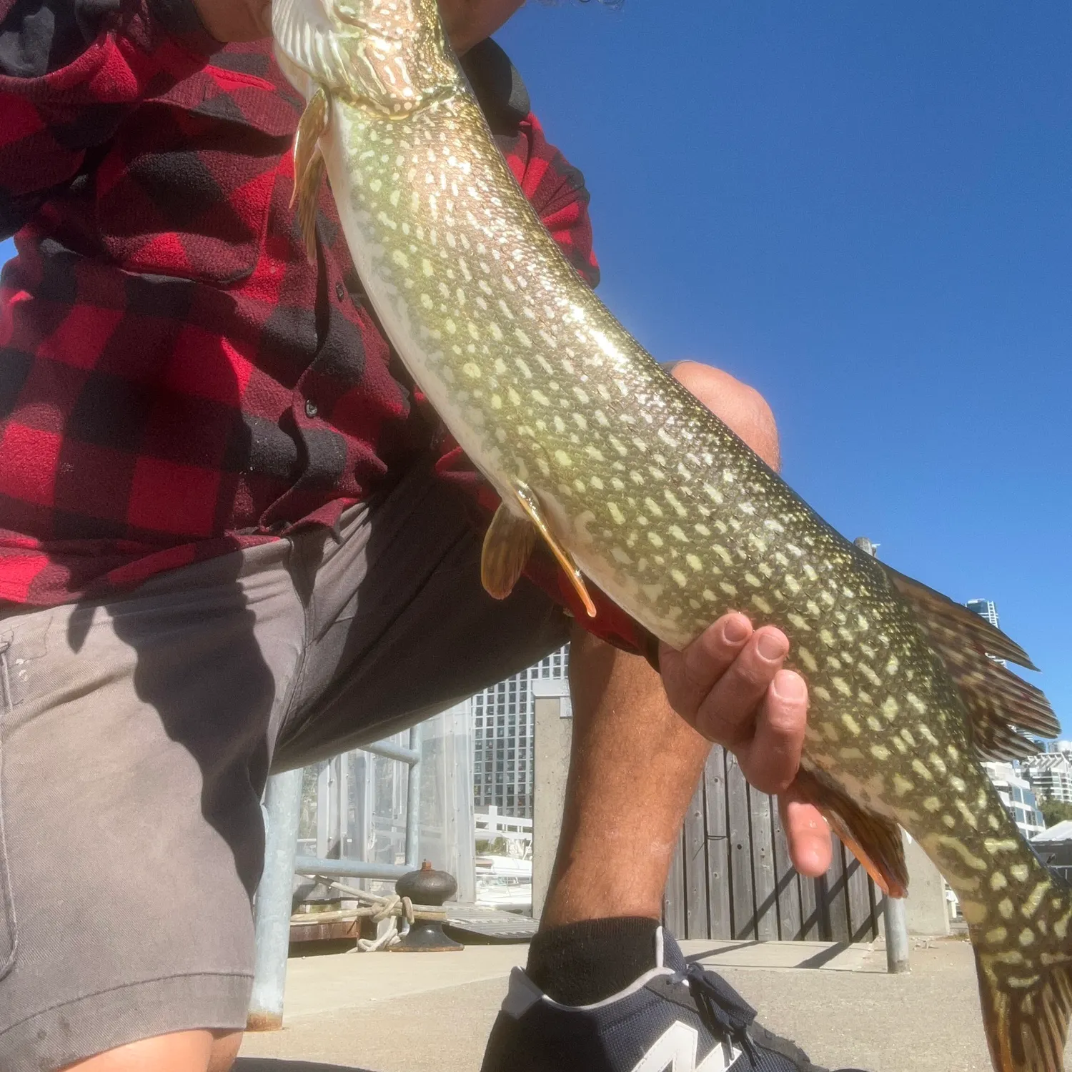Northern pike caught on Fishbrain