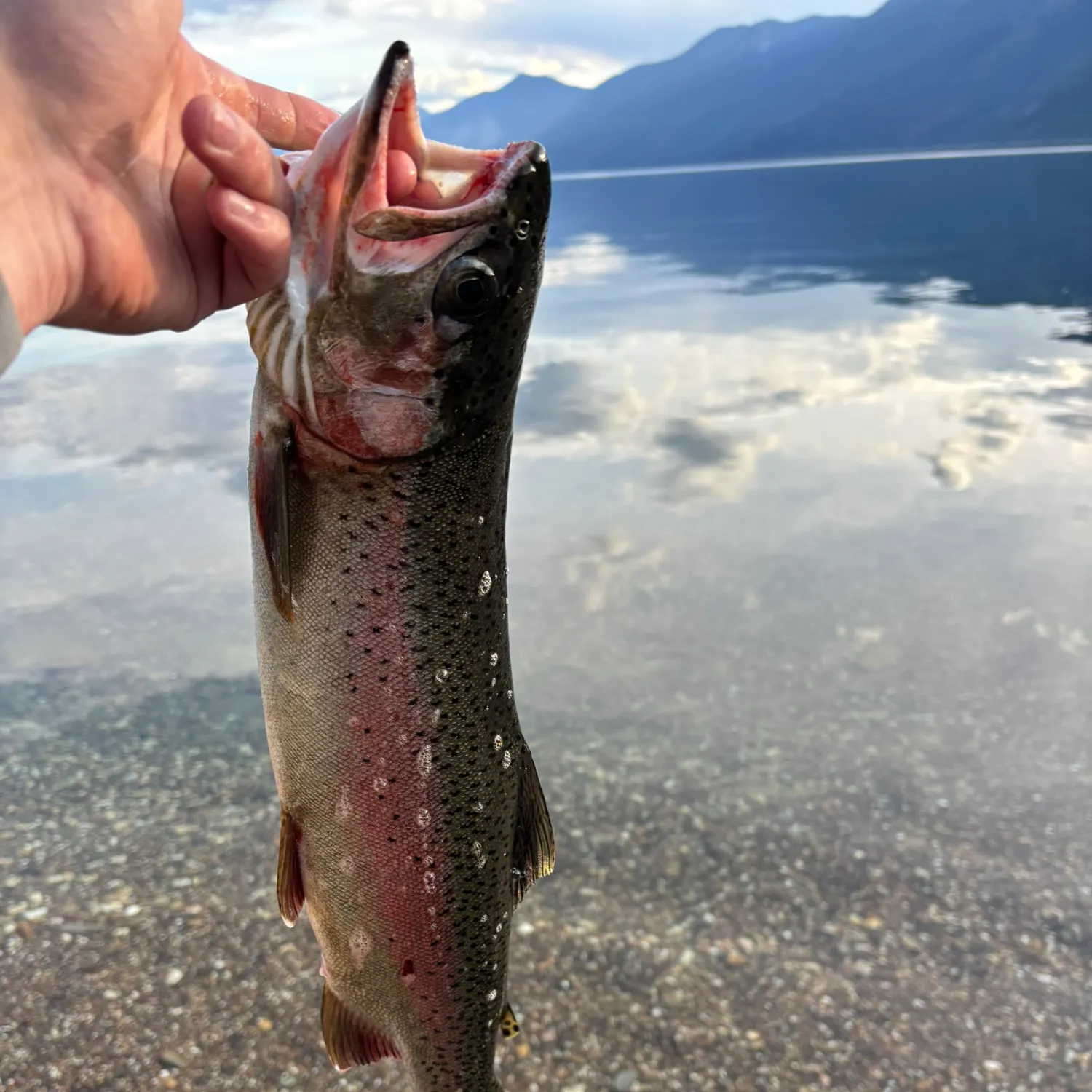 Rainbow trout caught on Fishbrain