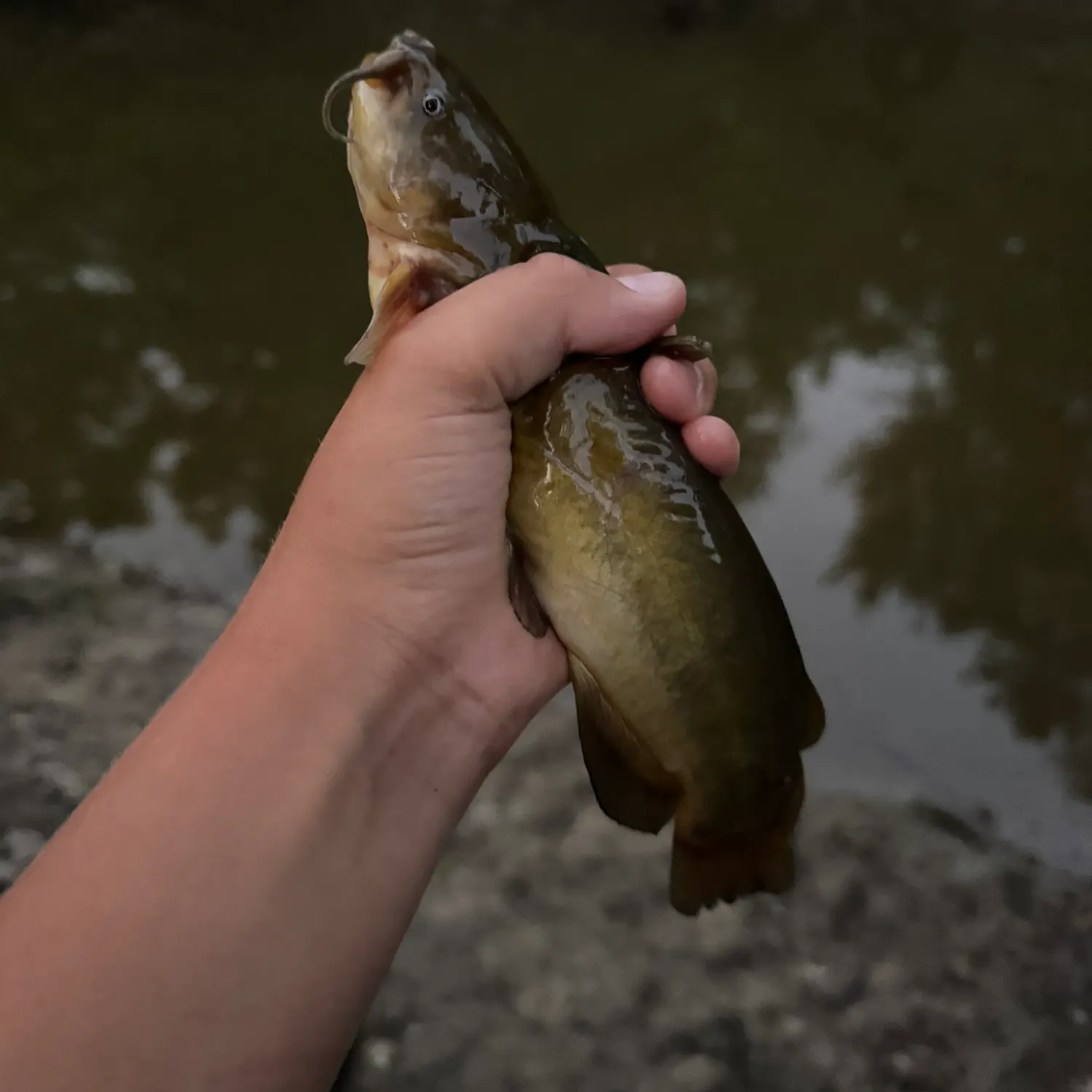 Yellow bullhead caught on Fishbrain